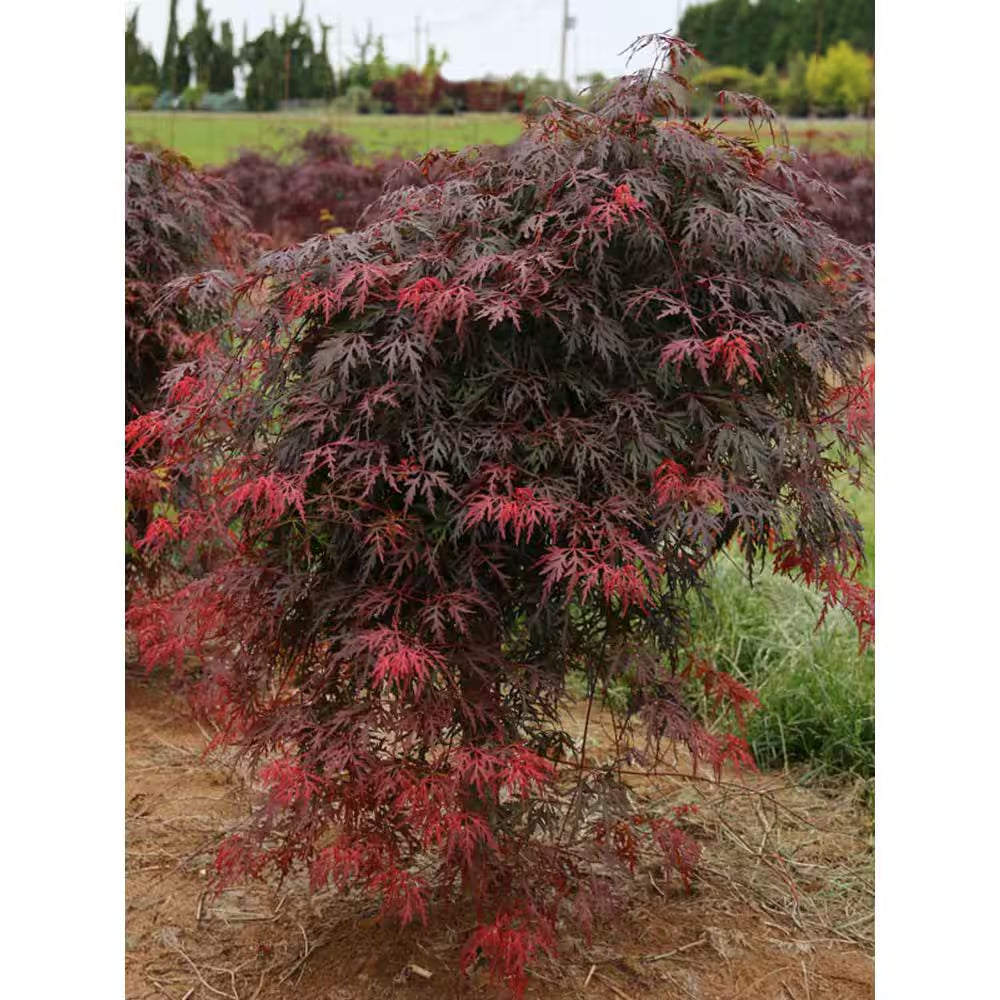 1 Gal. Orangeola Deciduous Japanese Maple Tree