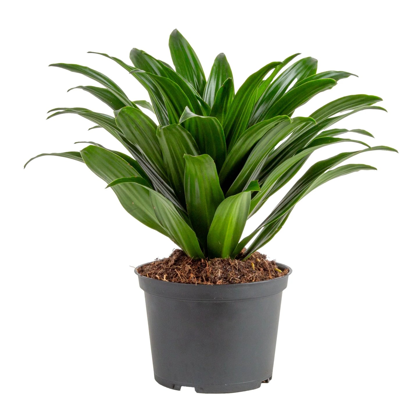 14" Tall Dracaena Janet Craig, Bright Indirect Sunlight, Indoor Live House Plants, 2-Pk