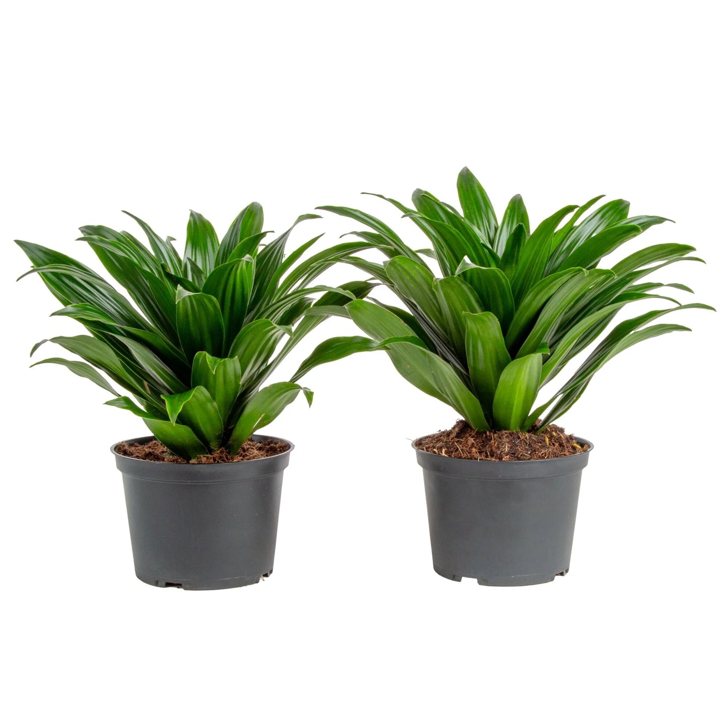 14" Tall Dracaena Janet Craig, Bright Indirect Sunlight, Indoor Live House Plants, 2-Pk