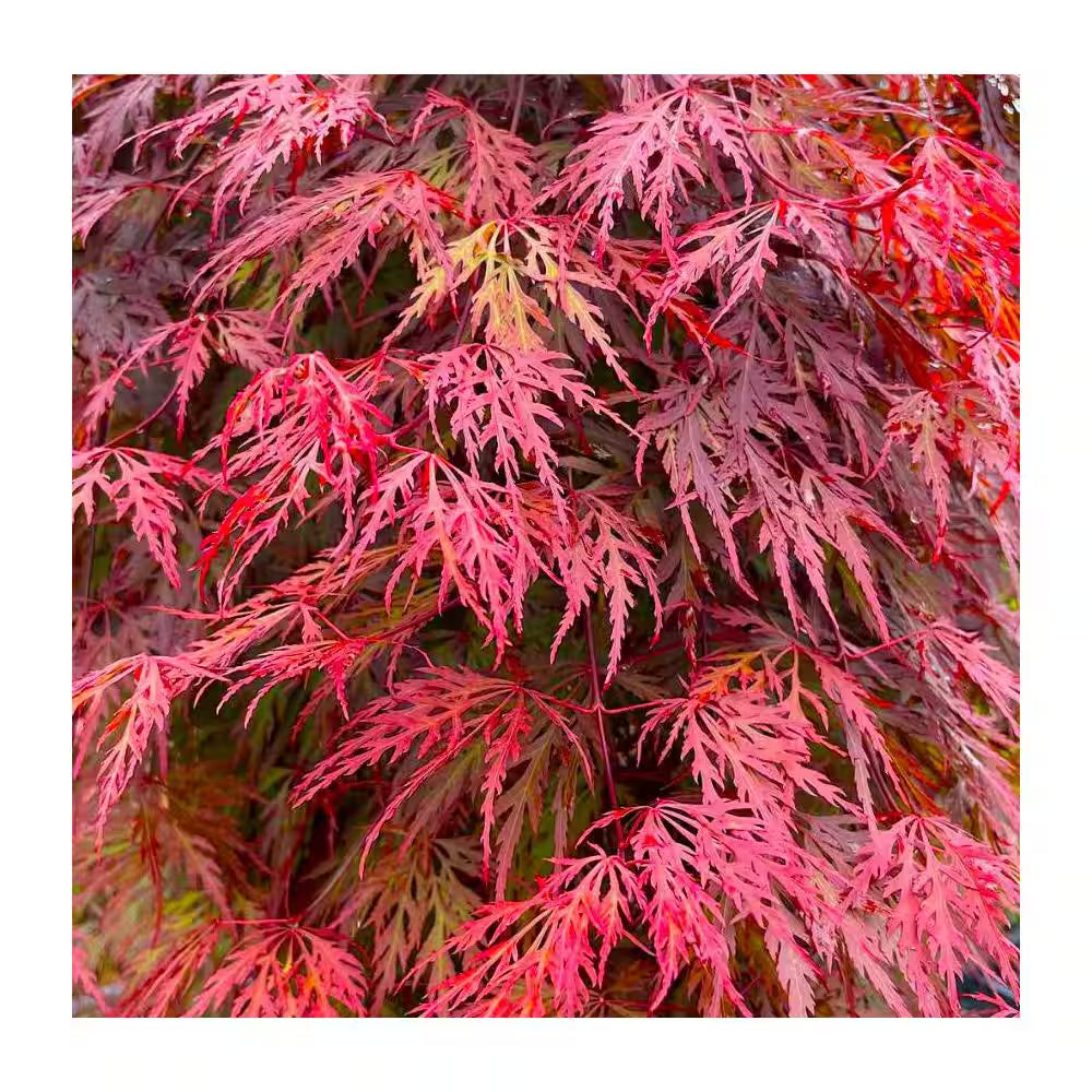 1 Gal. Orangeola Deciduous Japanese Maple Tree