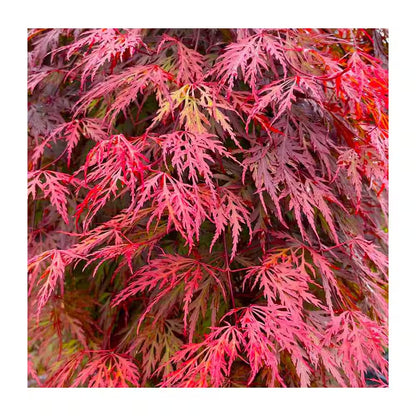 1 Gal. Orangeola Deciduous Japanese Maple Tree