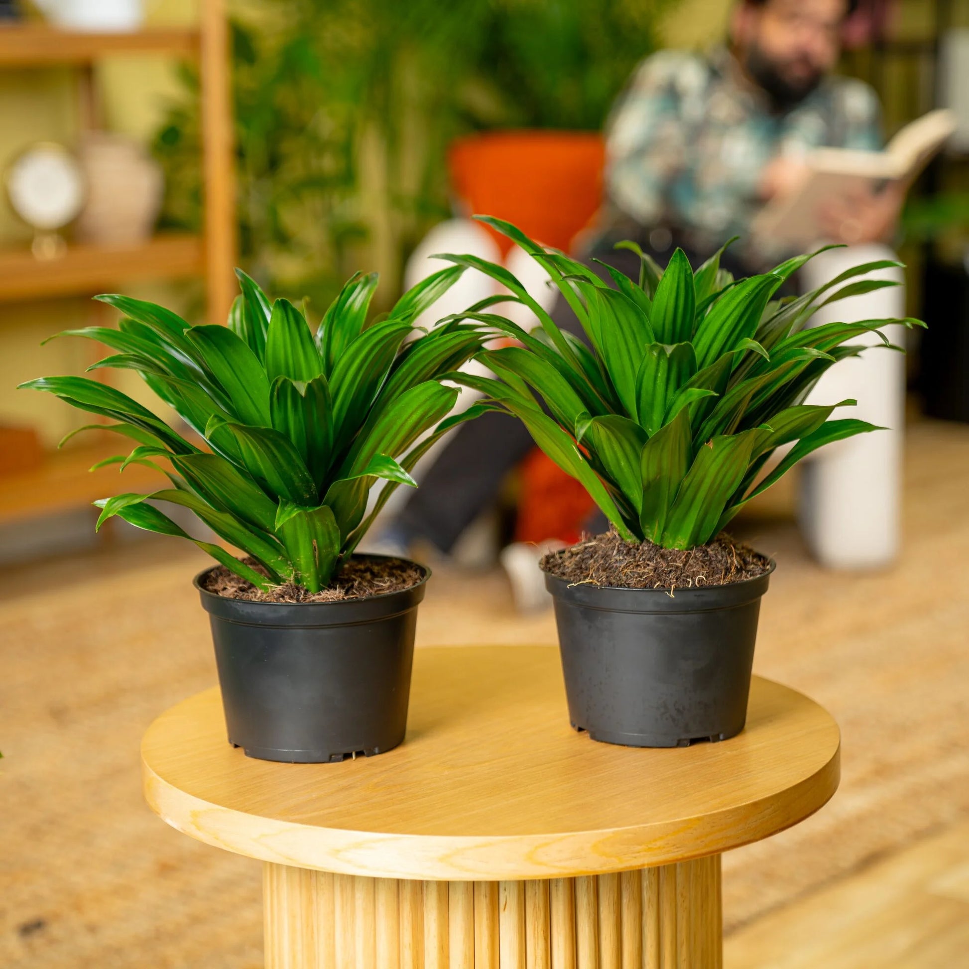 14" Tall Dracaena Janet Craig, Bright Indirect Sunlight, Indoor Live House Plants, 2-Pk