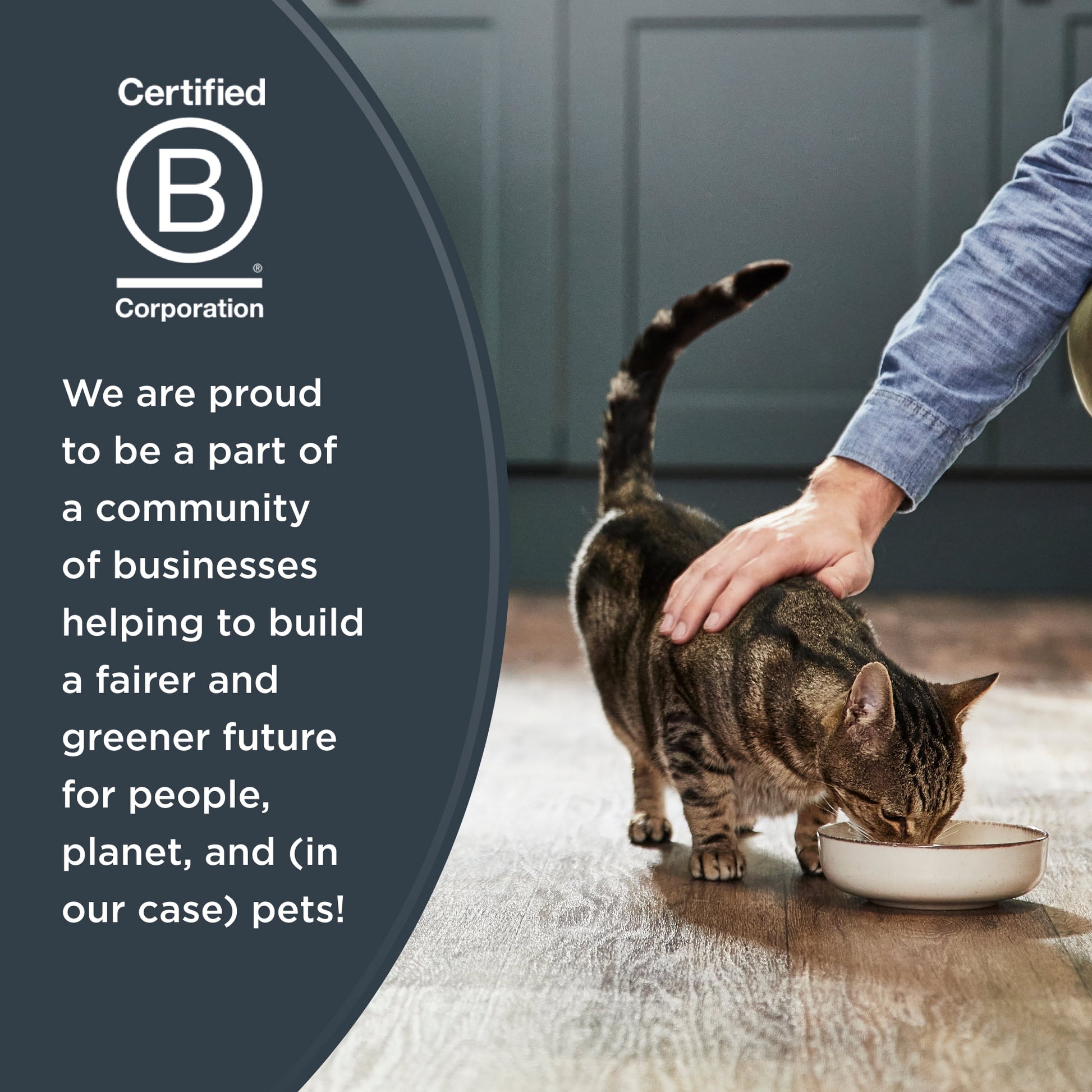 Wet Kitten Food, Tuna Fillet in Broth, 12 Pack of 2.47Oz Cans