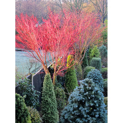 1 -Gallon Feature Sango Kaku Coral Bark Japanese Maple in Pot (With Soil)