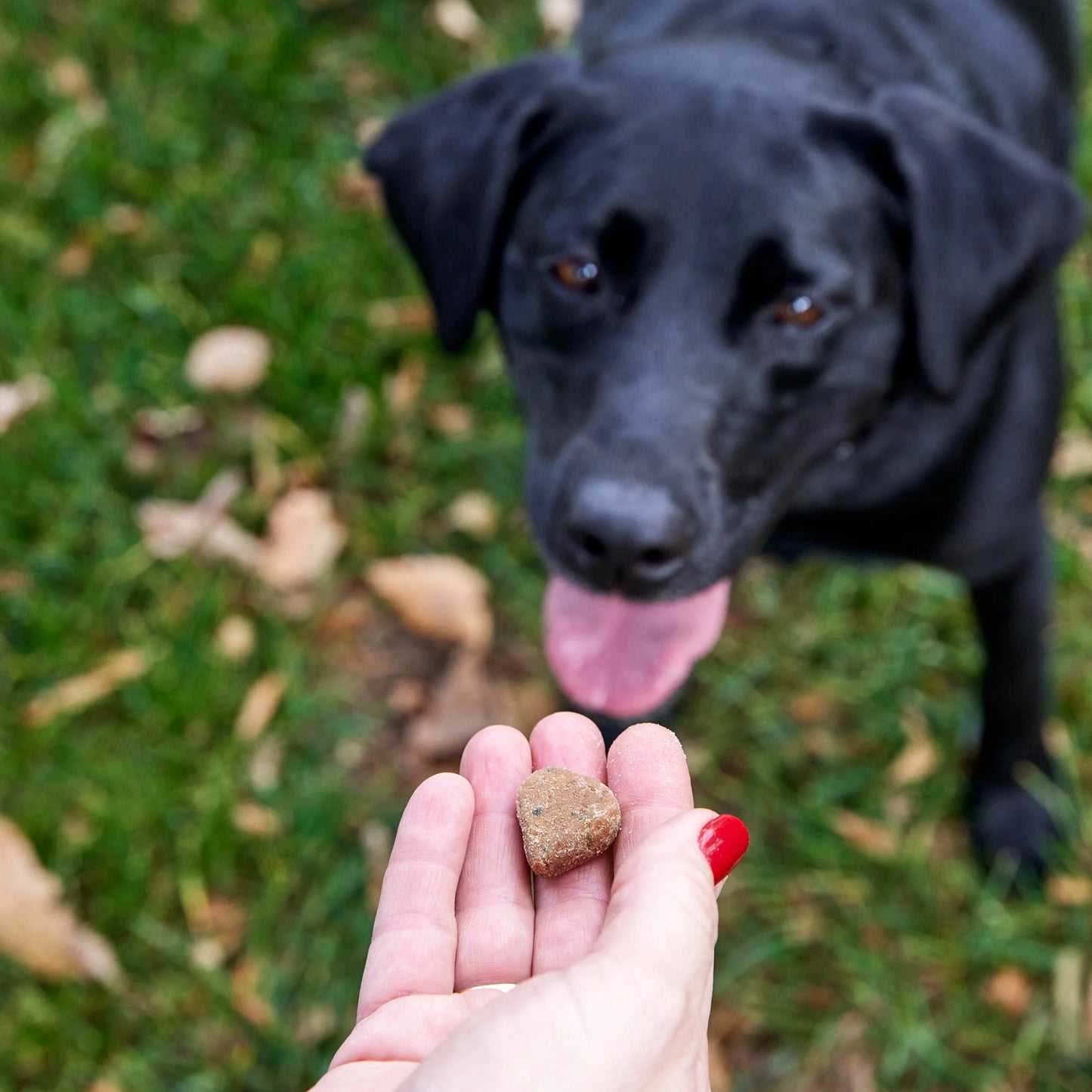 Vet Strength Pre, Post & Probiotic Bites for Dogs, Dog Supplement for Gut Health, 60 Count