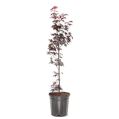 3 -Gallon Feature Japanese Red Maple Tree in Pot (With Soil)