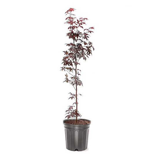 3 -Gallon Feature Japanese Red Maple Tree in Pot (With Soil)