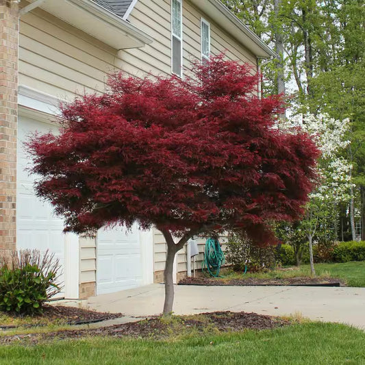 2 Gal. Bloodgood Japanese Maple Tree - Cold Hardy, Compact Form
