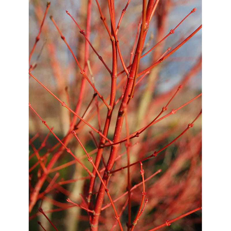 1 -Gallon Feature Sango Kaku Coral Bark Japanese Maple in Pot (With Soil)
