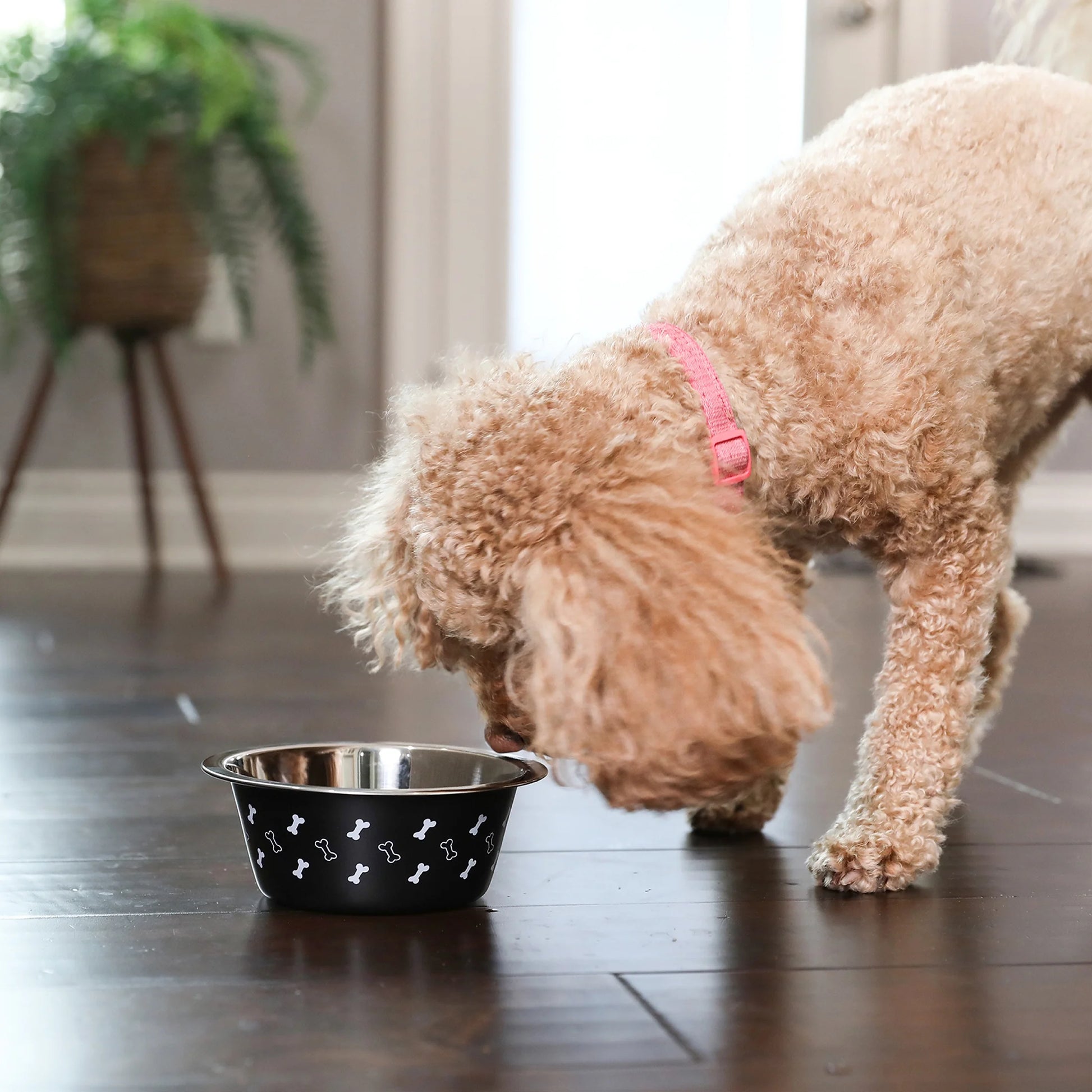 (2 Pack)  Medium Stainless Steel Dog Bowl, Black with Bones, 25.75 Fluid Ounces