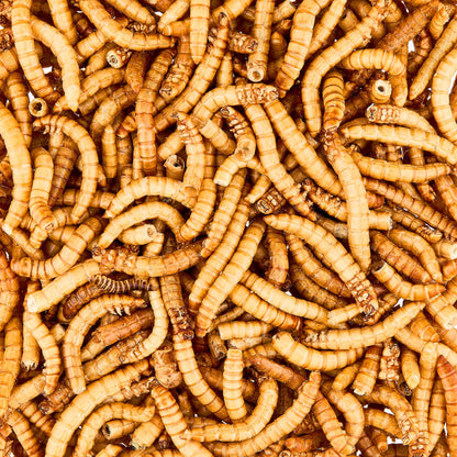 (2 Pack)  Freeze-Dried Mealworms, 1.6 Oz