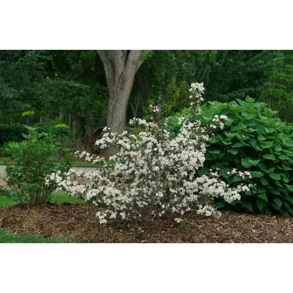 4.5 In. Quart, Wine and Spirits (Weigela), Live Plant, Shrub