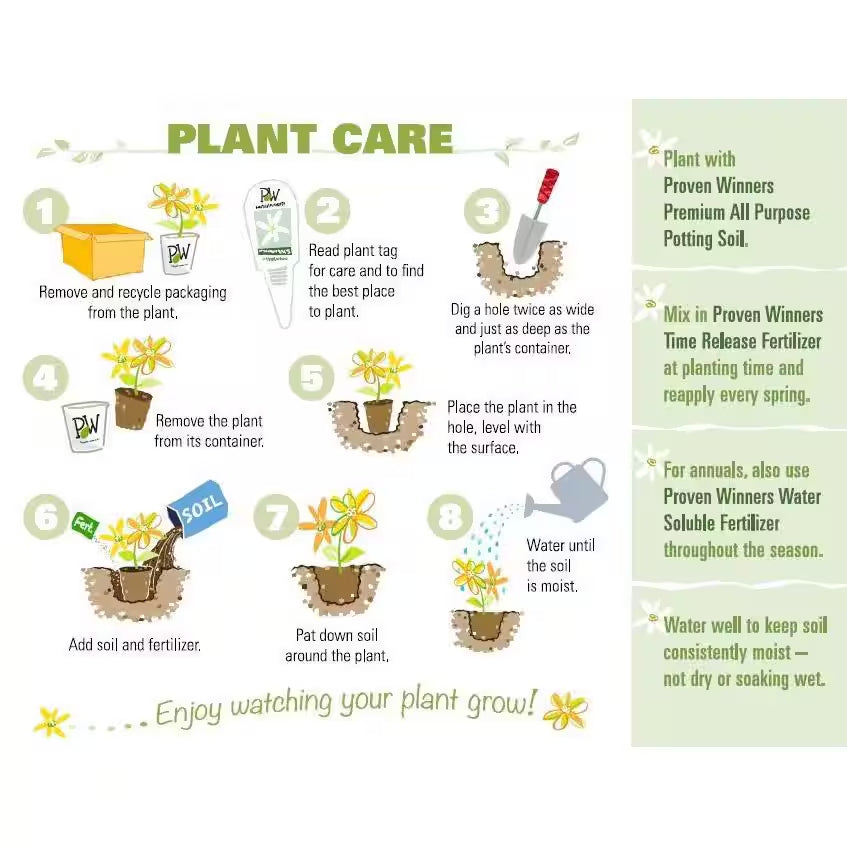 4.5 In. Quart, Wine and Spirits (Weigela), Live Plant, Shrub