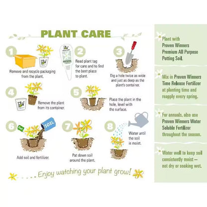 4.5 In. Quart, Wine and Spirits (Weigela), Live Plant, Shrub