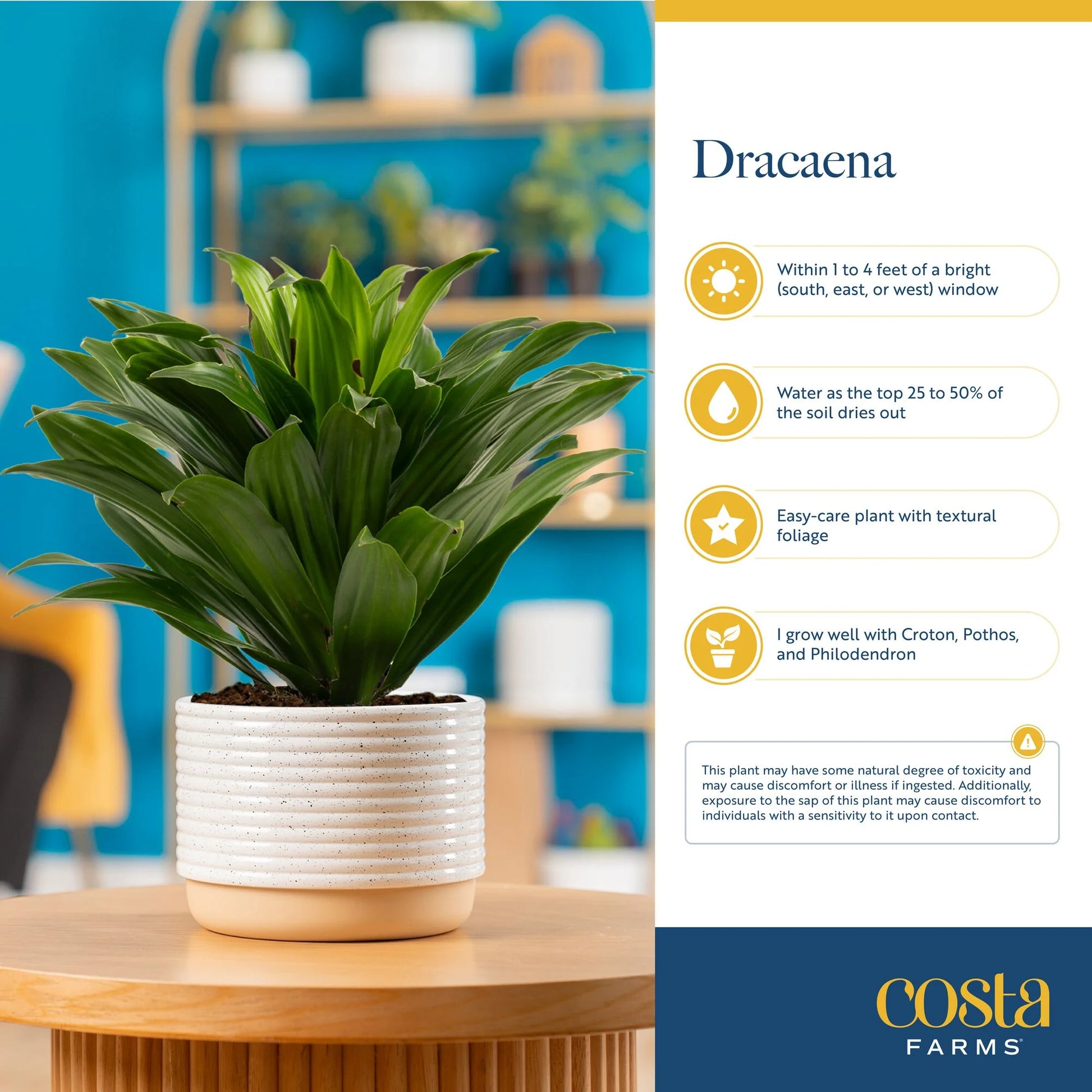 14" Tall Dracaena Janet Craig, Bright Indirect Sunlight, Indoor Live House Plants, 2-Pk