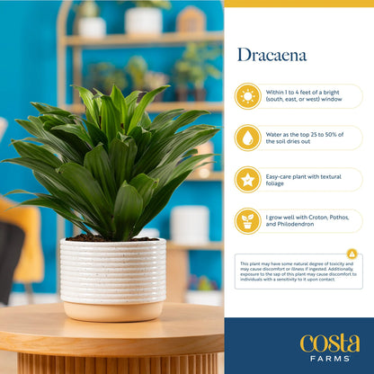 14" Tall Dracaena Janet Craig, Bright Indirect Sunlight, Indoor Live House Plants, 2-Pk