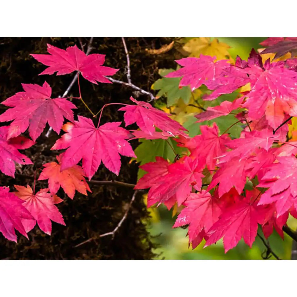 1 Gal. Pacific Vine Maple Tree - Shade Loving Compact Form with Intricate Branching Patterns (2-Pack)