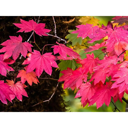 1 Gal. Pacific Vine Maple Tree - Shade Loving Compact Form with Intricate Branching Patterns (2-Pack)