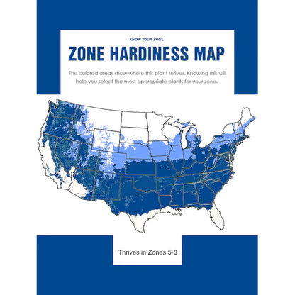 5 -Gallon Feature Sango Kaku Japanese Maple in Pot (With Soil)