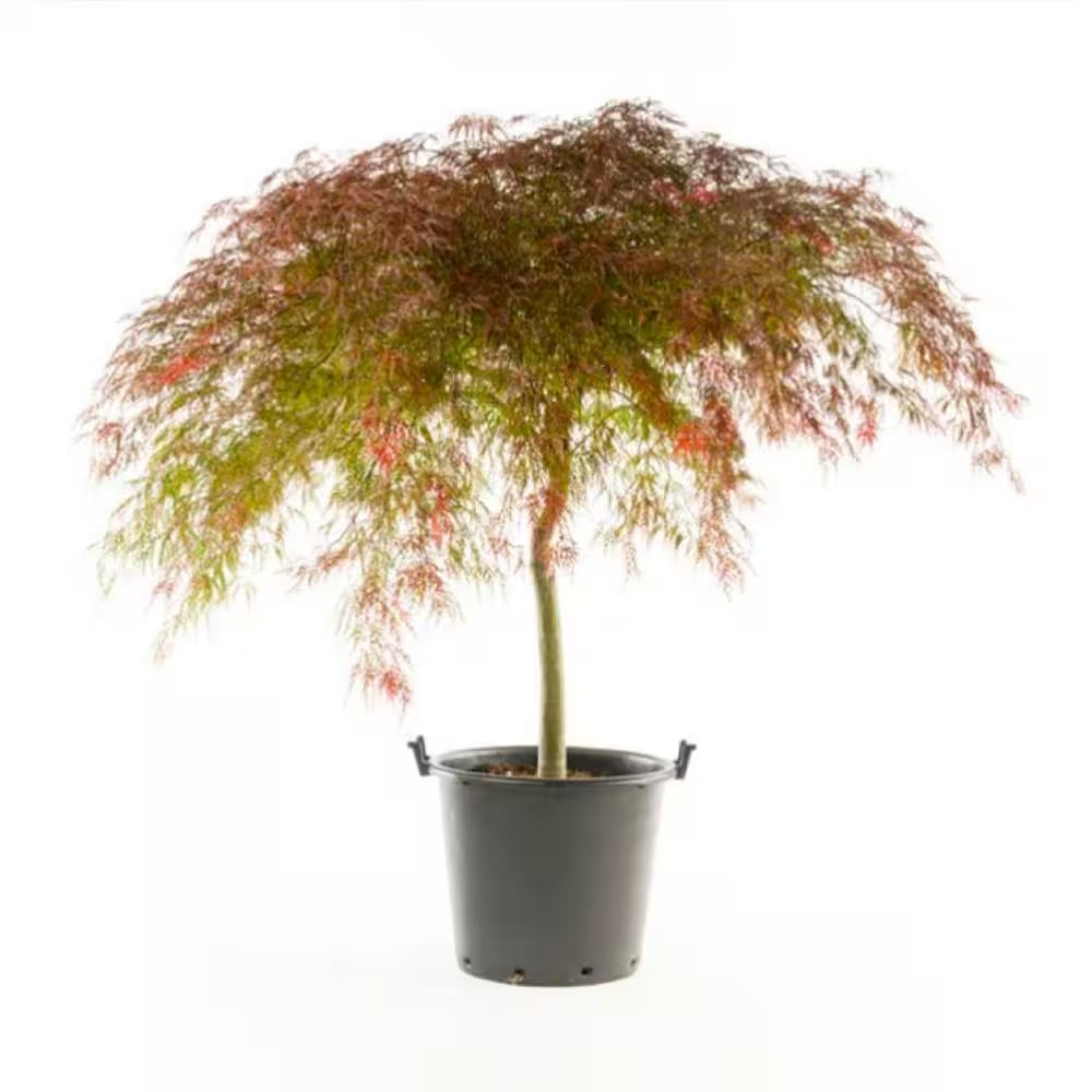 2 Gal. Crimson Queen Dwarf Japanese Maple Tree with Cascading Branches and Deep Crimson Color