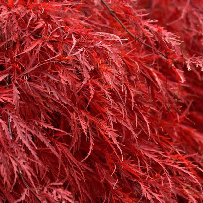 2 Gal. 2 Ft. to 3 Ft. Tall Tamukeyama Japanese Maple