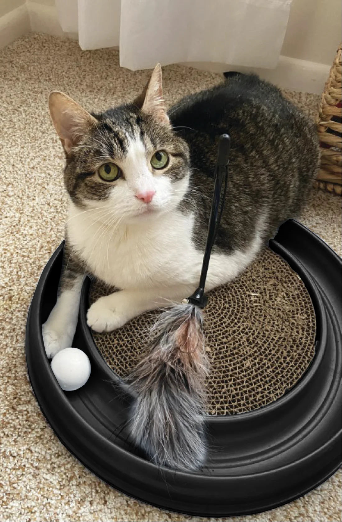 Turbo Interactive Scratcher Cat Toy Colors May Vary