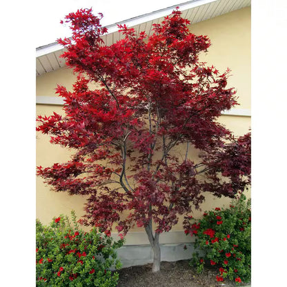 2 Gal. Red Emperor Japanese Maple Tree with Dark Red Foliage Turning to Bright Scarlet in Autumn