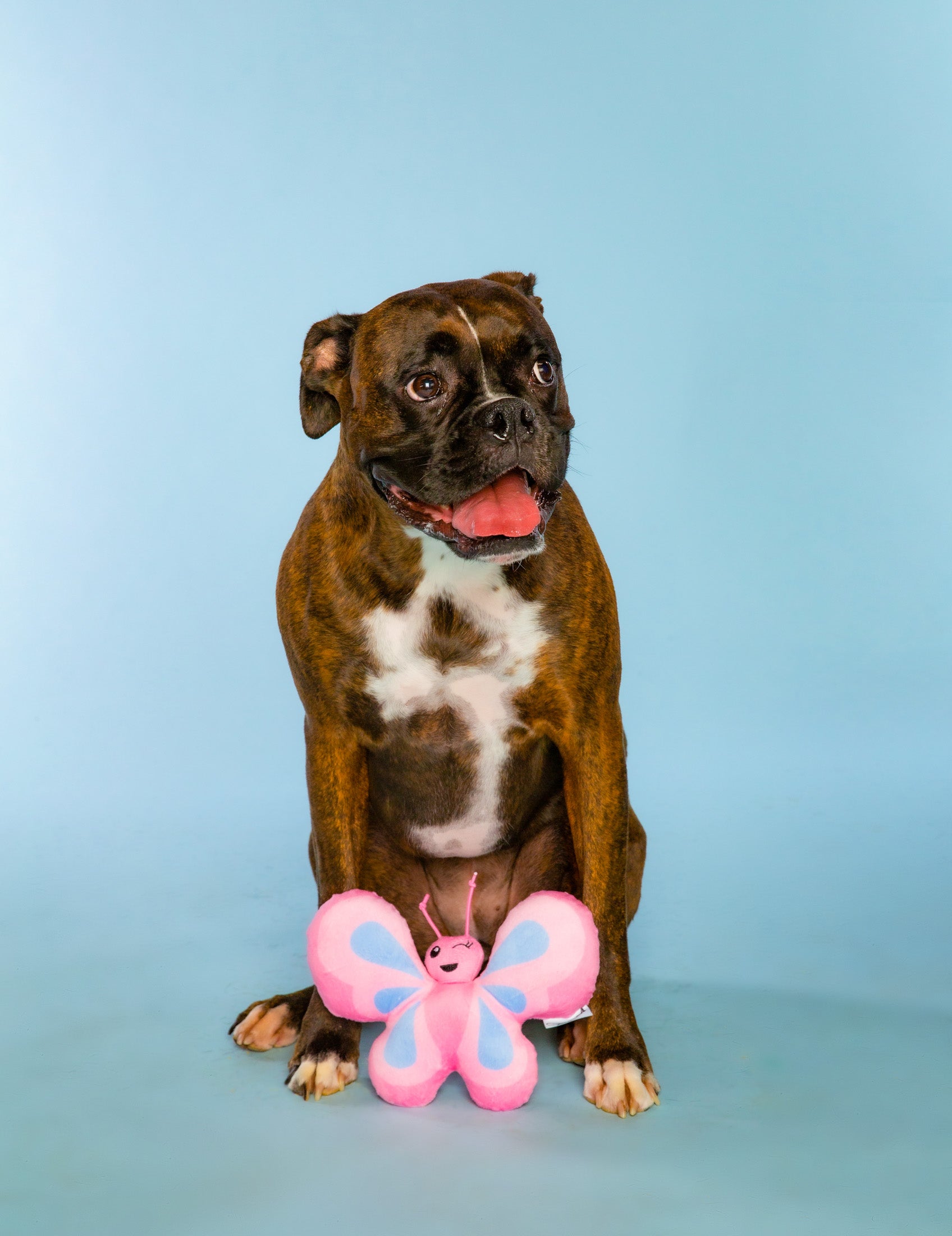 , Dog Toys, Plush Polyester Butterfly Pet Toy, Pink, One Size