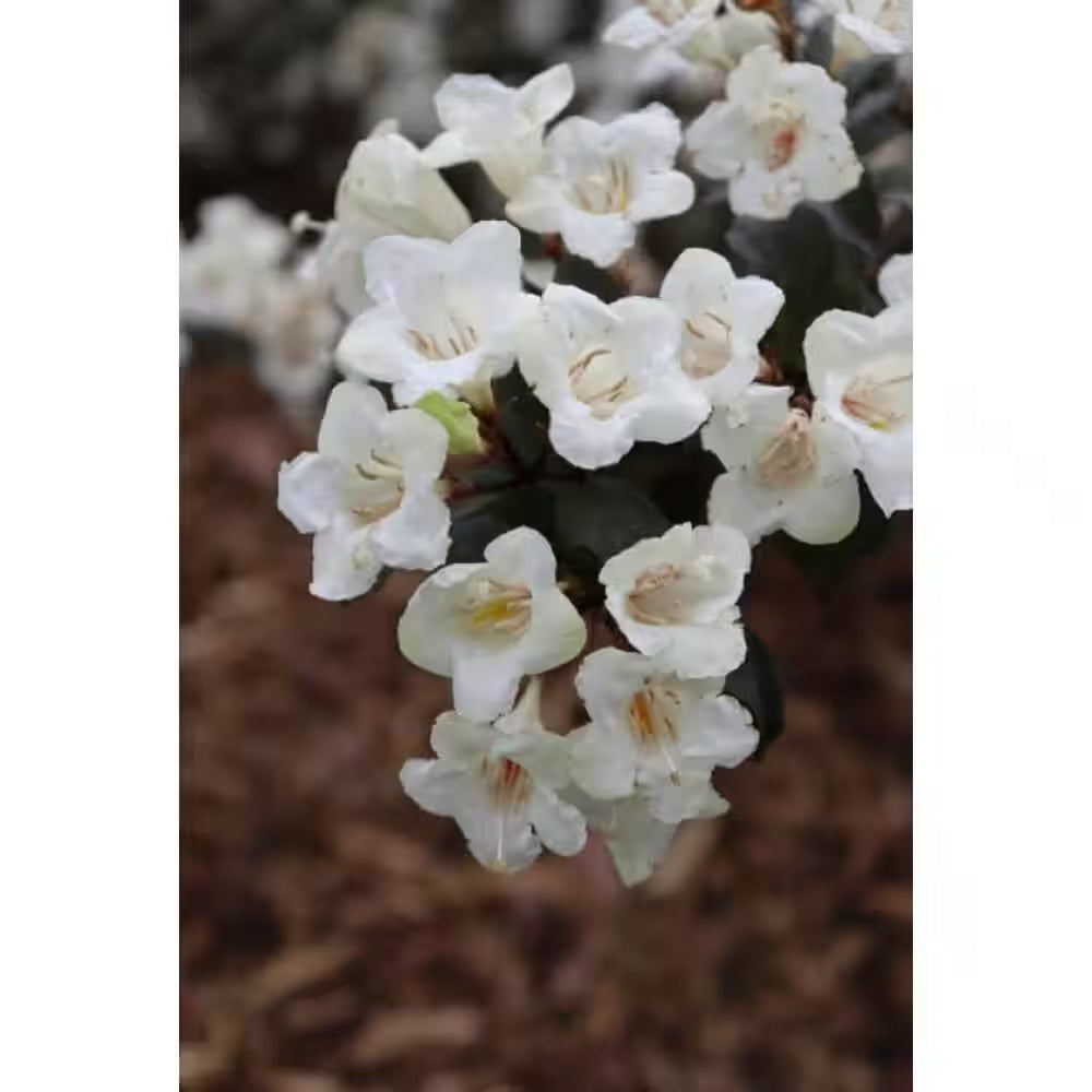 4.5 In. Quart, Wine and Spirits (Weigela), Live Plant, Shrub