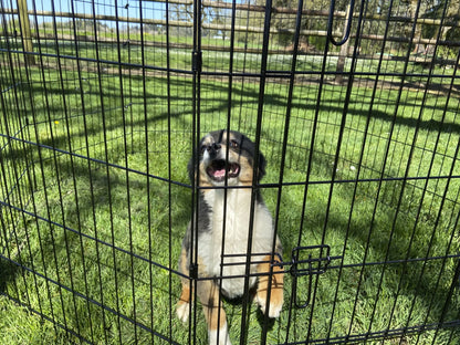 ™ 48" Dog Exercise Pen W/Stakes