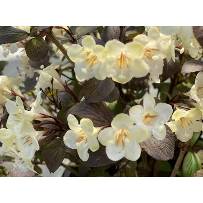 4.5 In. Quart, Wine and Spirits (Weigela), Live Plant, Shrub