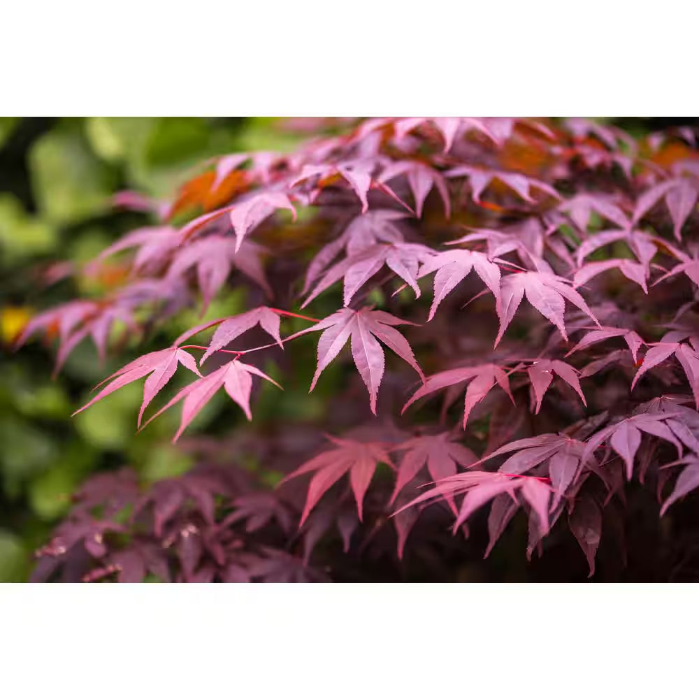 3 Gal. Bloodgood Japanese Maple Tree - Cold Hardy, Vivid Scarlet Autumn Foliage