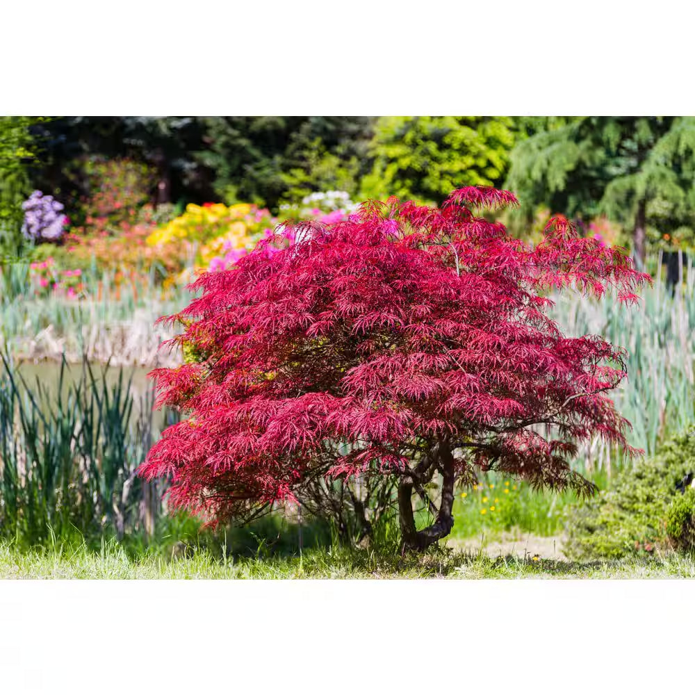 1 Gal. Orangeola Deciduous Japanese Maple Tree