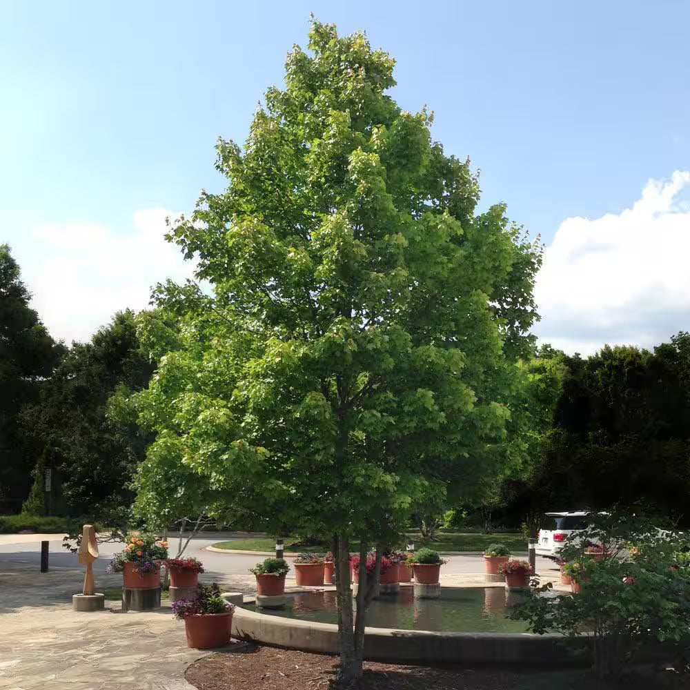 3 Gal. October Glory Red Maple Tree