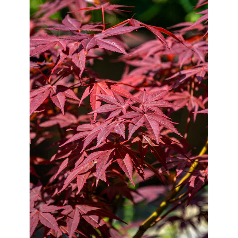 3 -Gallon Feature Japanese Red Maple Tree in Pot (With Soil)