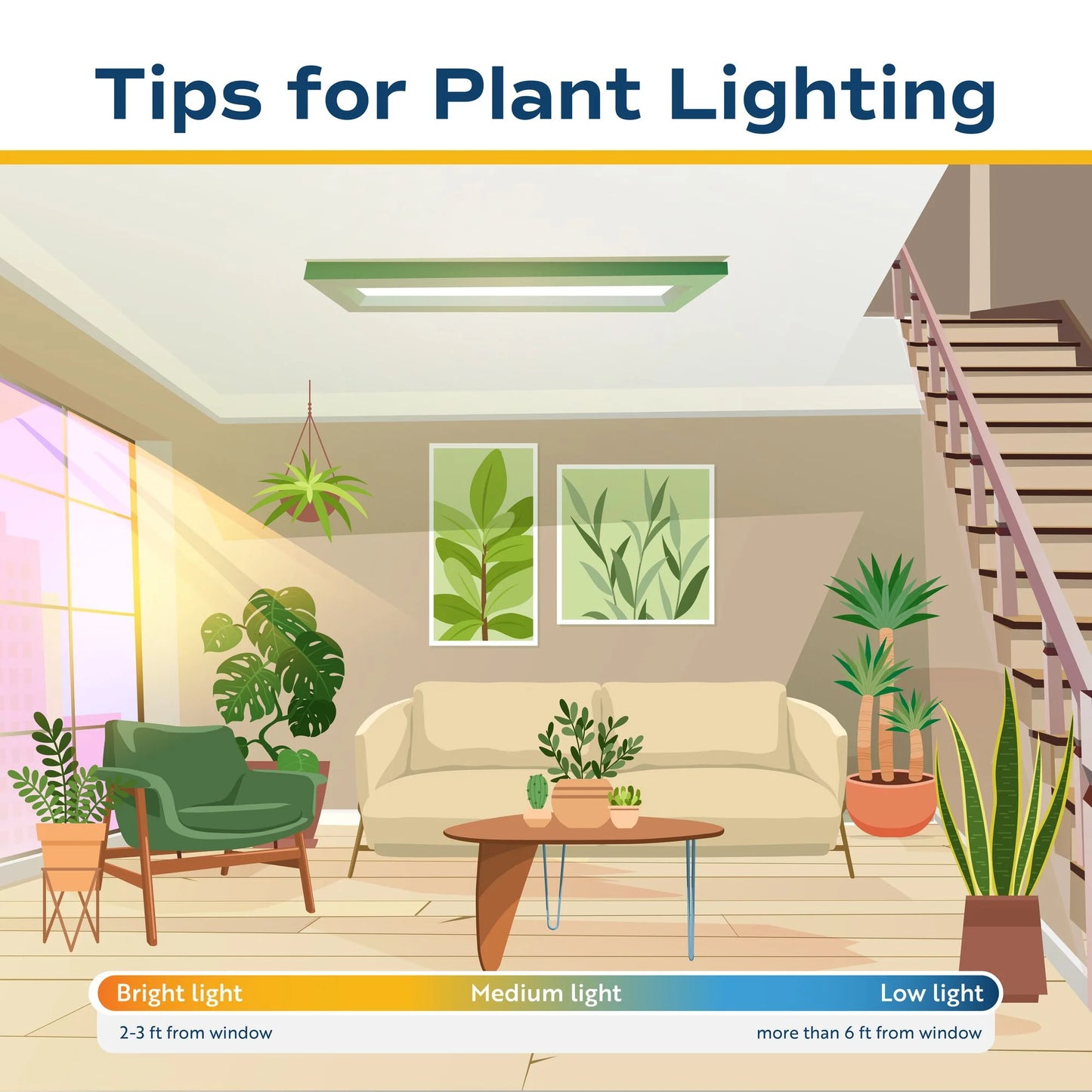 14" Tall Dracaena Janet Craig, Bright Indirect Sunlight, Indoor Live House Plants, 2-Pk