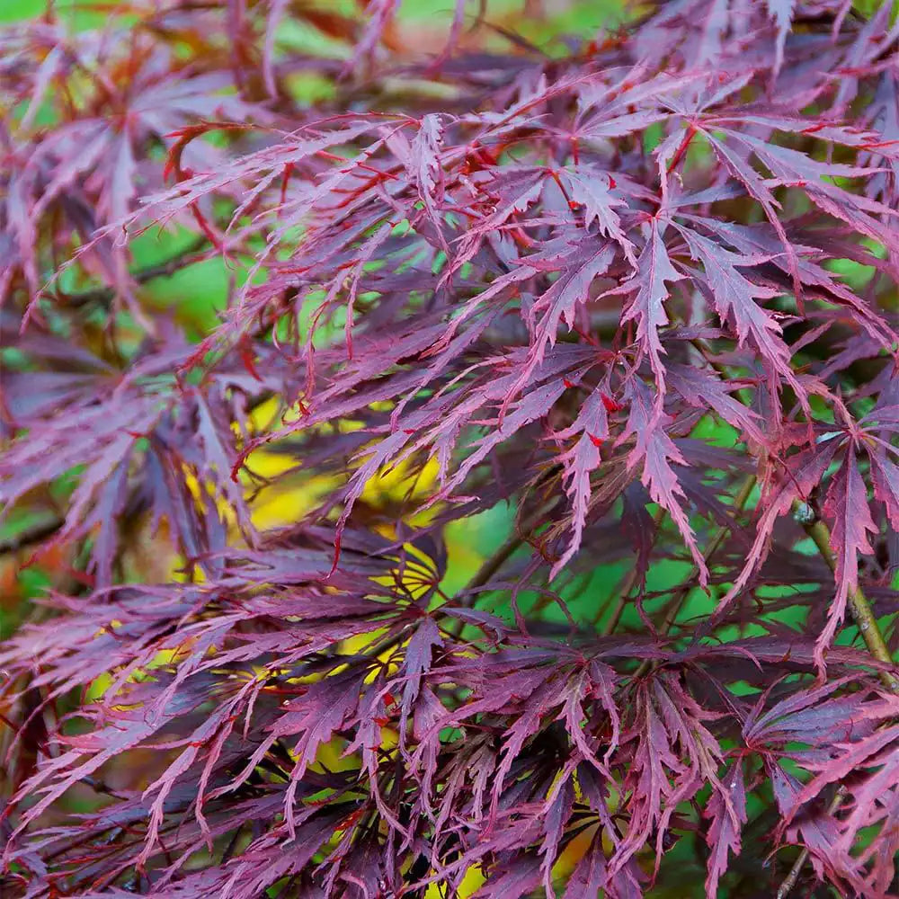 2 Gal. 2 Ft. to 3 Ft. Tall Tamukeyama Japanese Maple