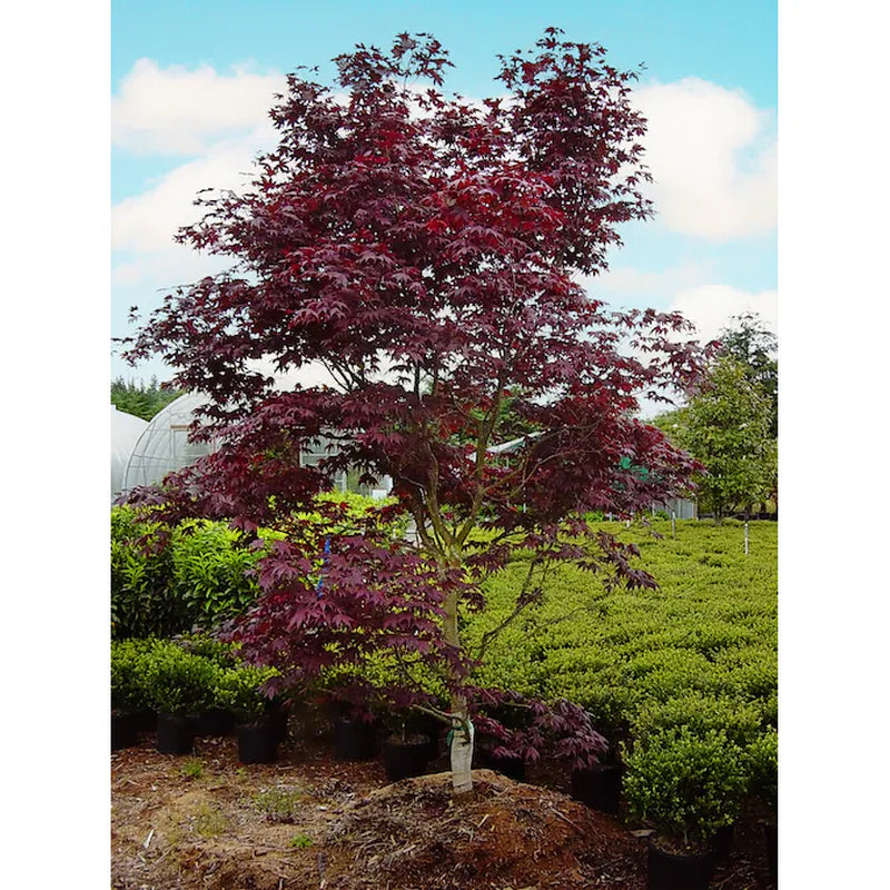 3 -Gallon Feature Japanese Red Maple Tree in Pot (With Soil)