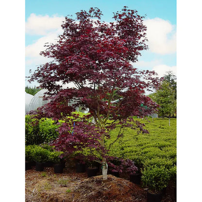 3 -Gallon Feature Japanese Red Maple Tree in Pot (With Soil)