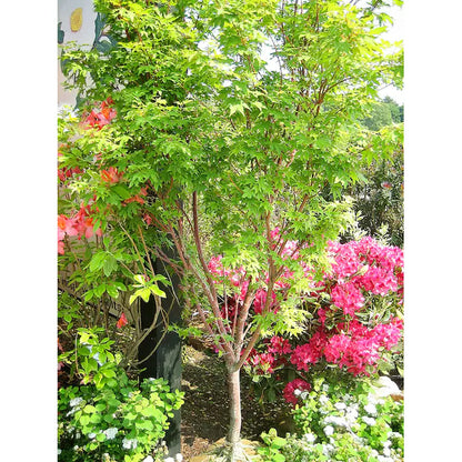 1 -Gallon Feature Sango Kaku Coral Bark Japanese Maple in Pot (With Soil)