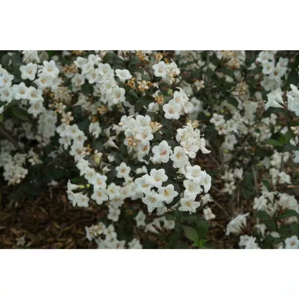 4.5 In. Quart, Wine and Spirits (Weigela), Live Plant, Shrub