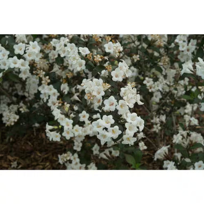 4.5 In. Quart, Wine and Spirits (Weigela), Live Plant, Shrub