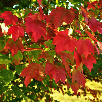3 Gal. October Glory Red Maple Tree