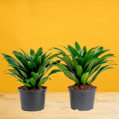 14" Tall Dracaena Janet Craig, Bright Indirect Sunlight, Indoor Live House Plants, 2-Pk