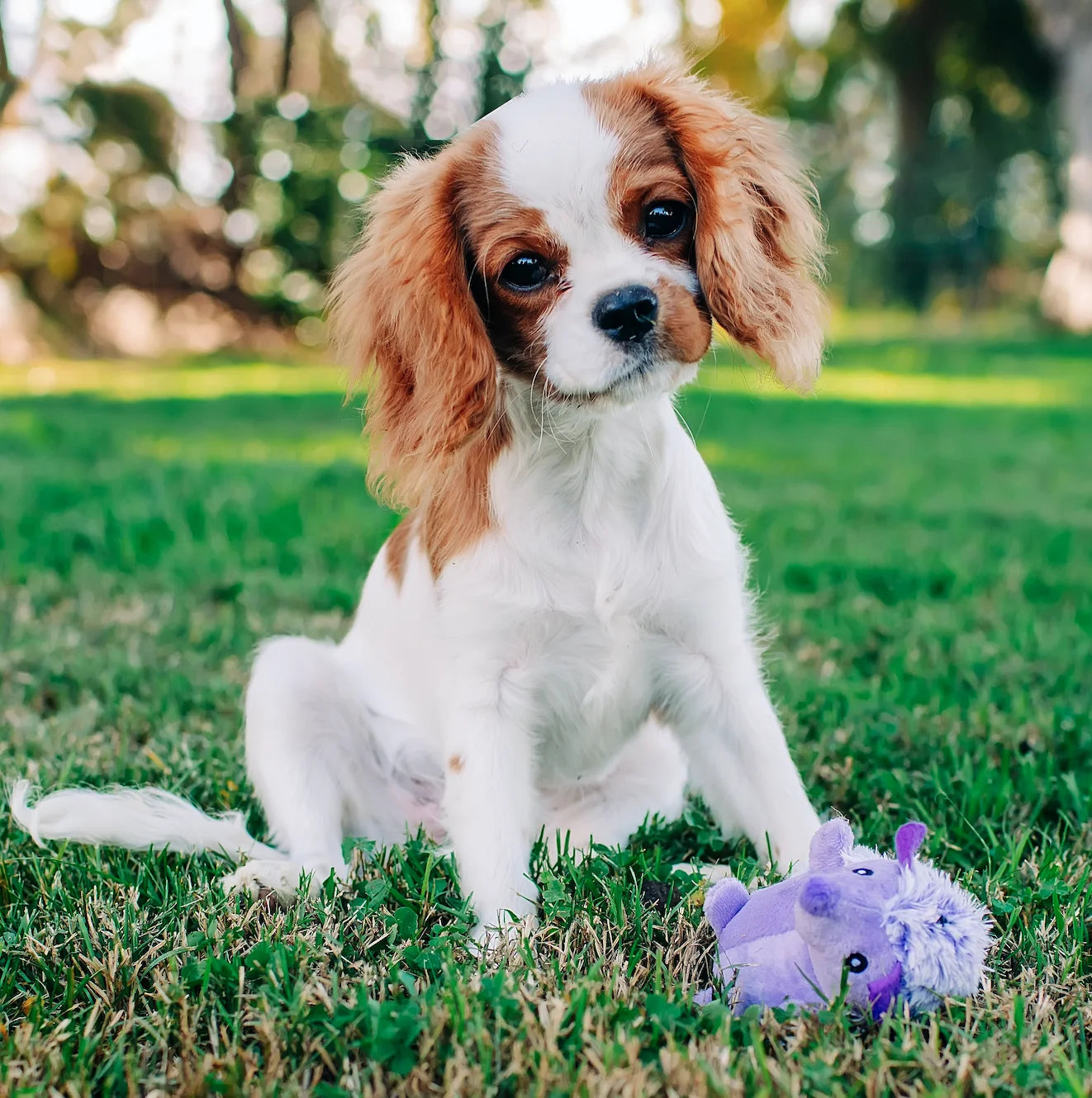 (3 Pack)  Mini Pet Plush Hedgehog Small Dog Toy with Squeaker, Purple