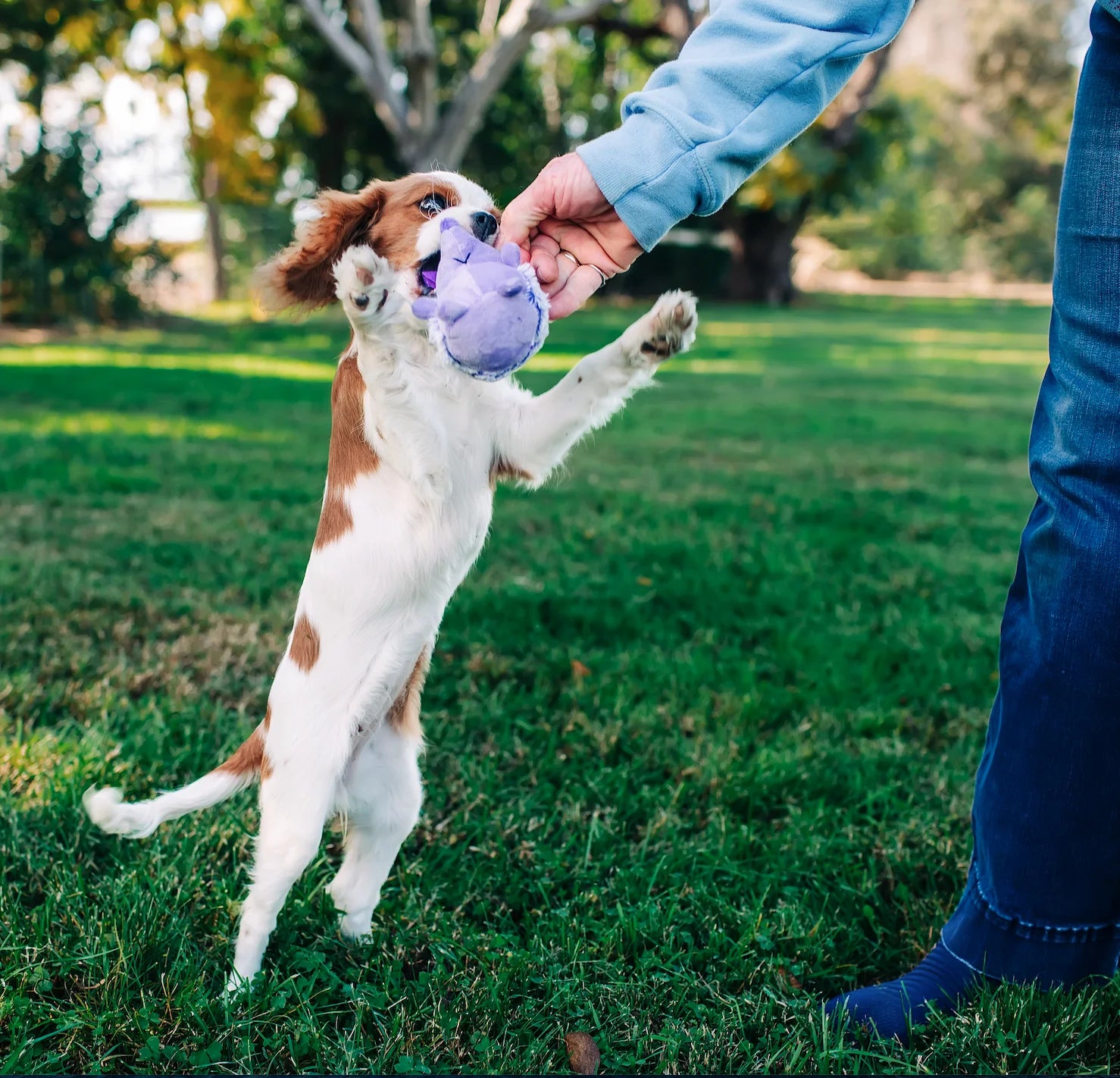 (3 Pack)  Mini Pet Plush Hedgehog Small Dog Toy with Squeaker, Purple