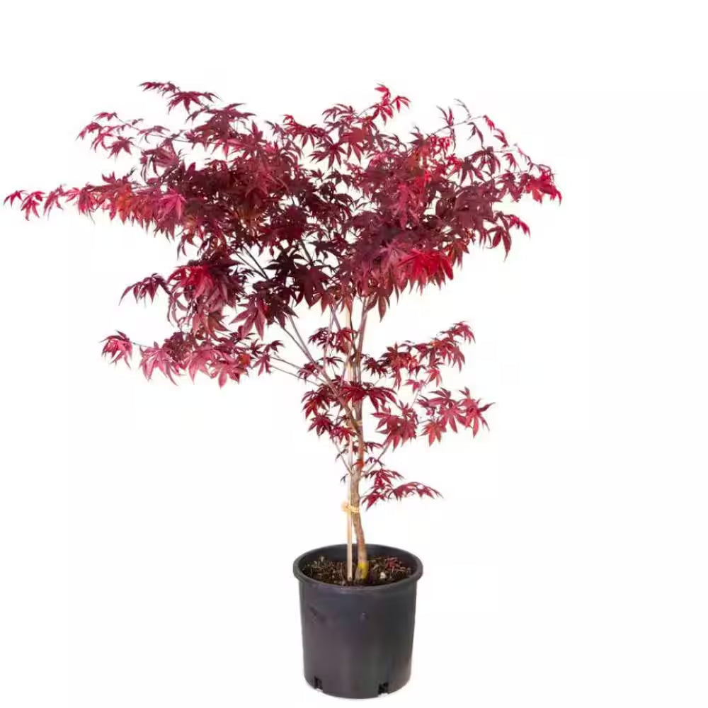 2 Gal. Red Emperor Japanese Maple Tree with Dark Red Foliage Turning to Bright Scarlet in Autumn