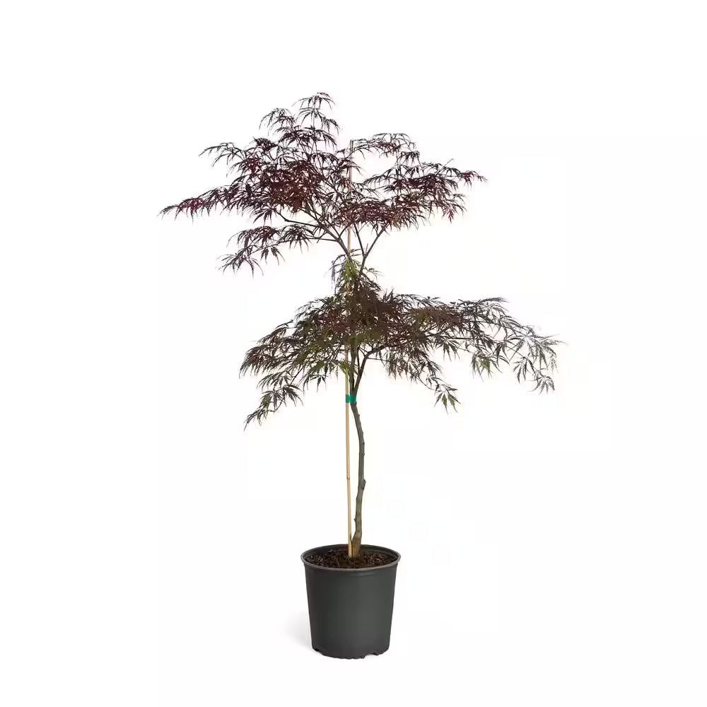 2 Gal. 2 Ft. to 3 Ft. Tall Tamukeyama Japanese Maple