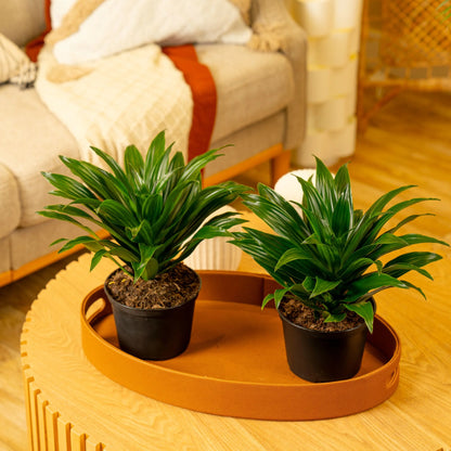 14" Tall Dracaena Janet Craig, Bright Indirect Sunlight, Indoor Live House Plants, 2-Pk