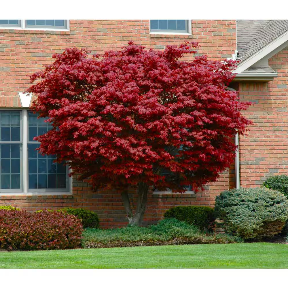 3 Gal. Bloodgood Japanese Maple Tree - Cold Hardy, Vivid Scarlet Autumn Foliage